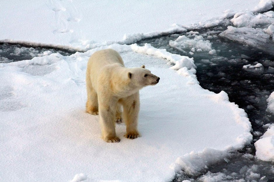 Полар бир (Polar Bear)