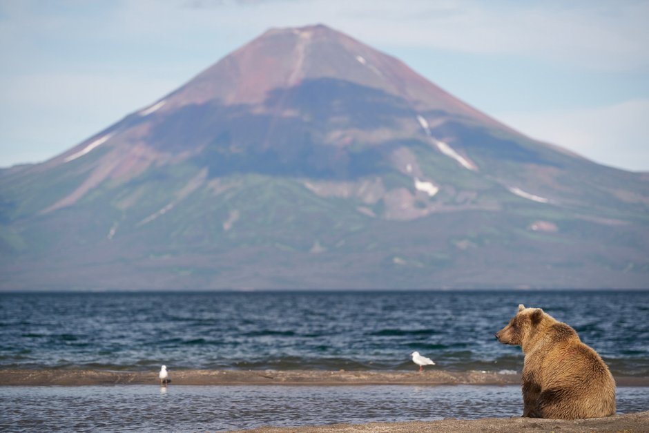 Бурый медведь по воде Алтай