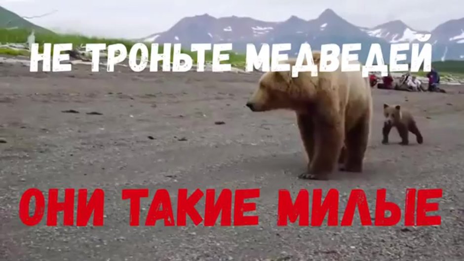 Белый медведь