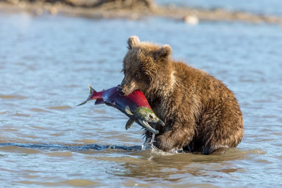 Пляж с морскими львами Галапагос