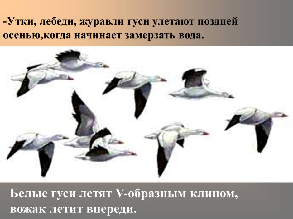 Когда улетают лебеди
