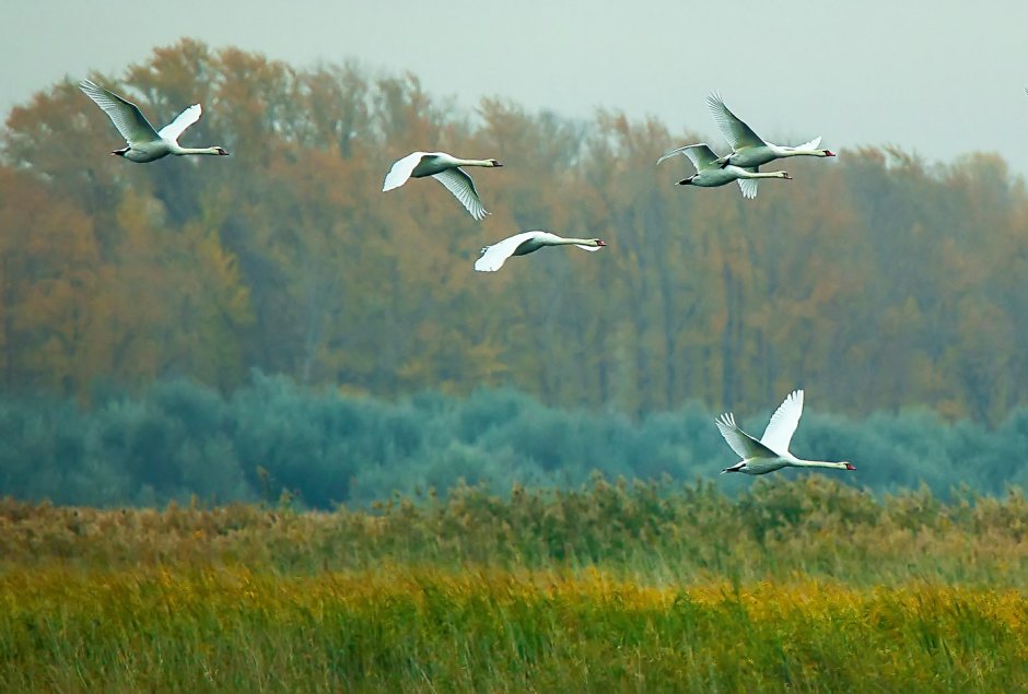 Лебеди улетают