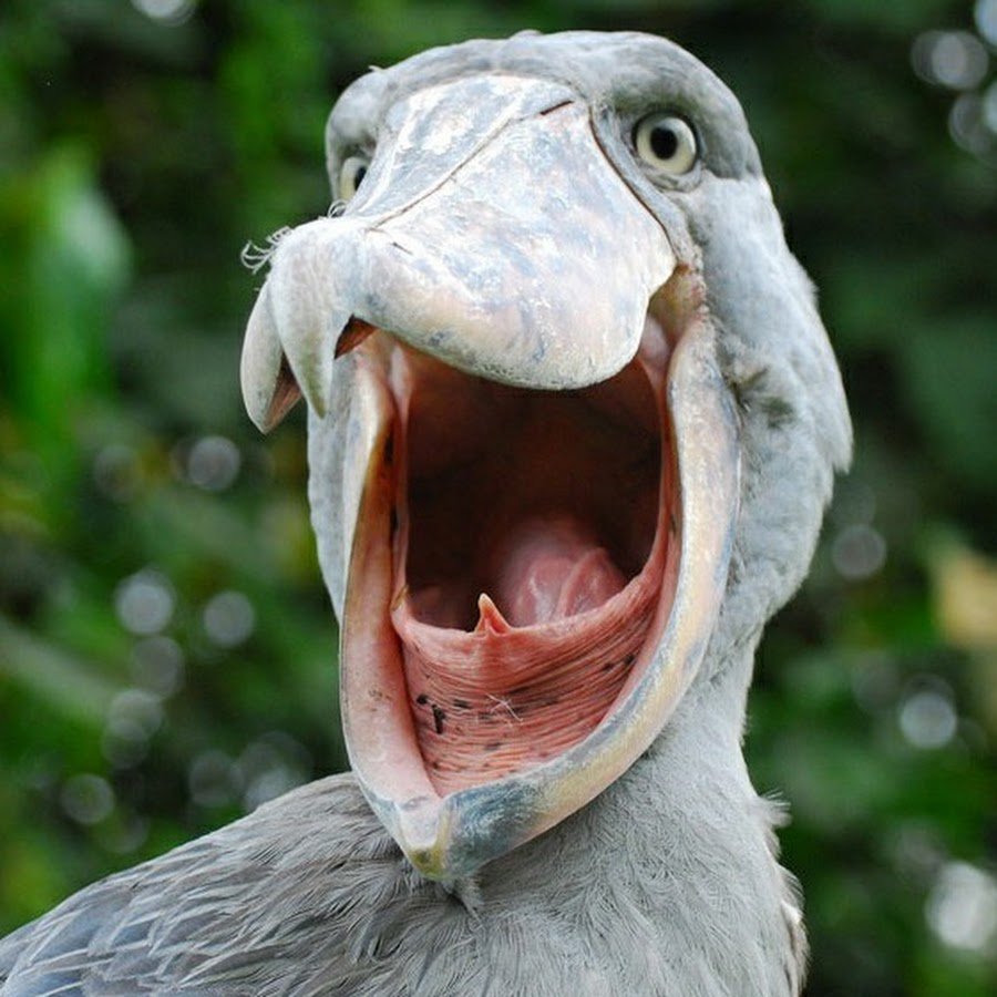 Страус с зубами