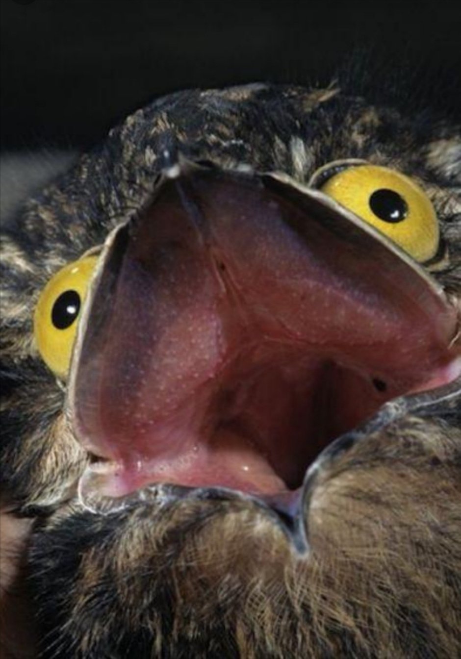 Утка крохаль большой зубы