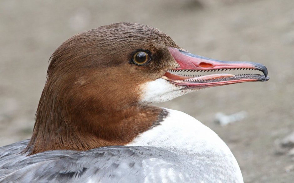 Ушастый лягушкорот