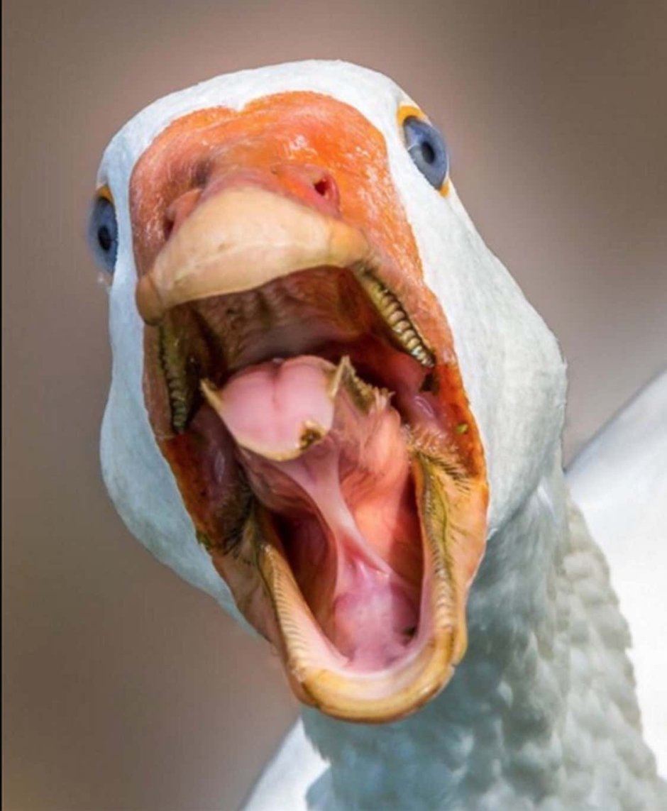 Клюв с клыками