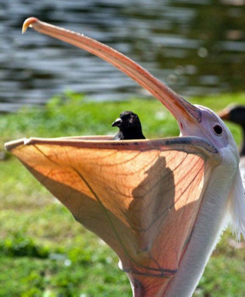 Страшный страус