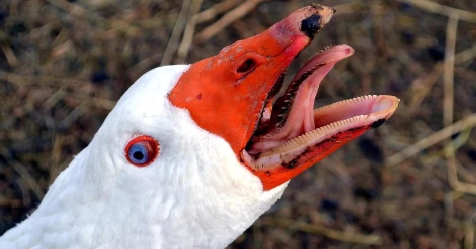 УГАРНЫЙ Пингвин