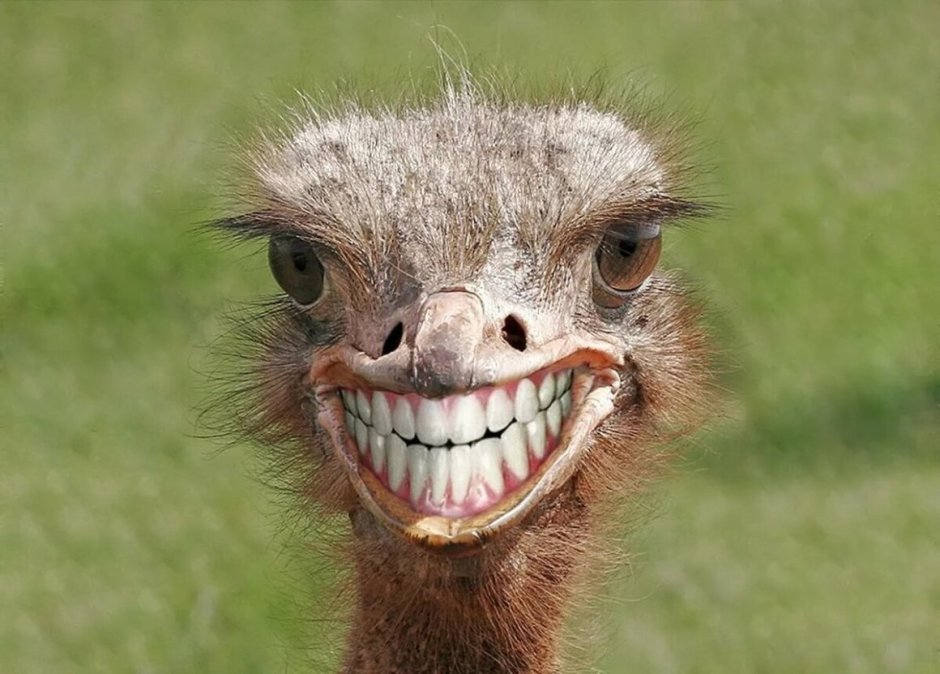 Пеликан проглотил голубя