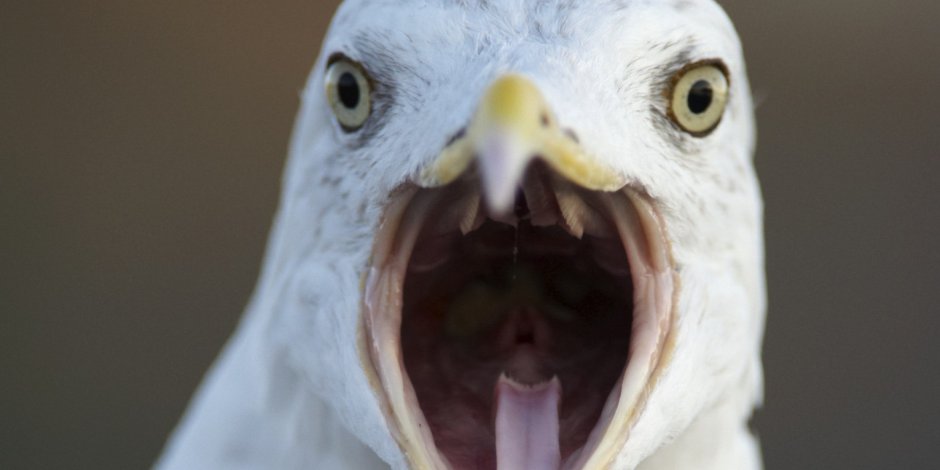 Птица кричит