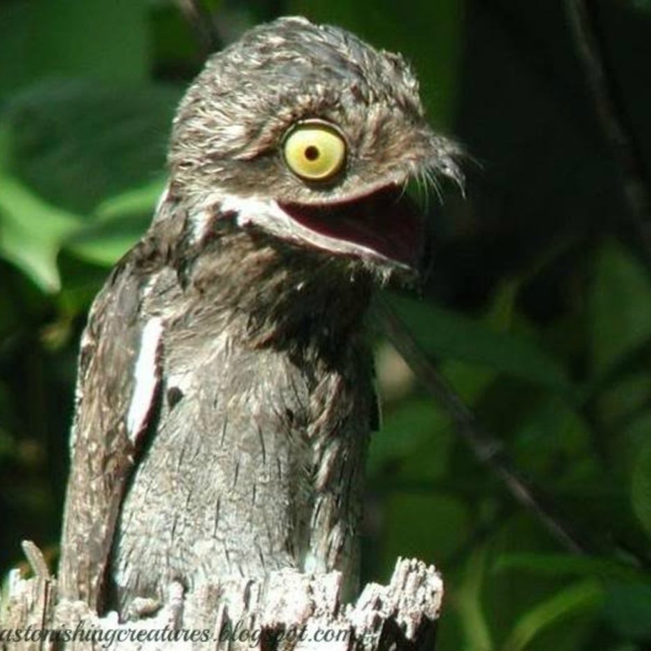 Злой Воробей