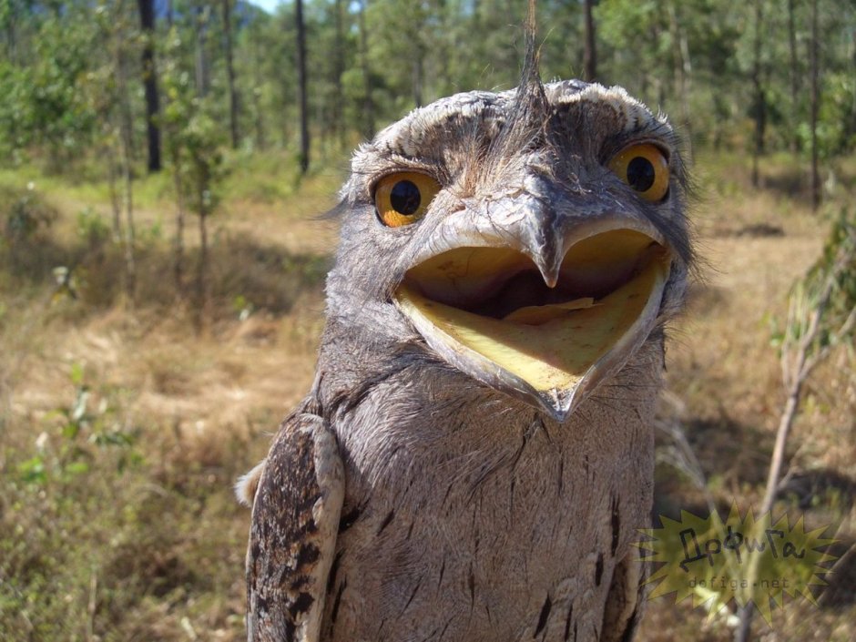 Исполинский козодой