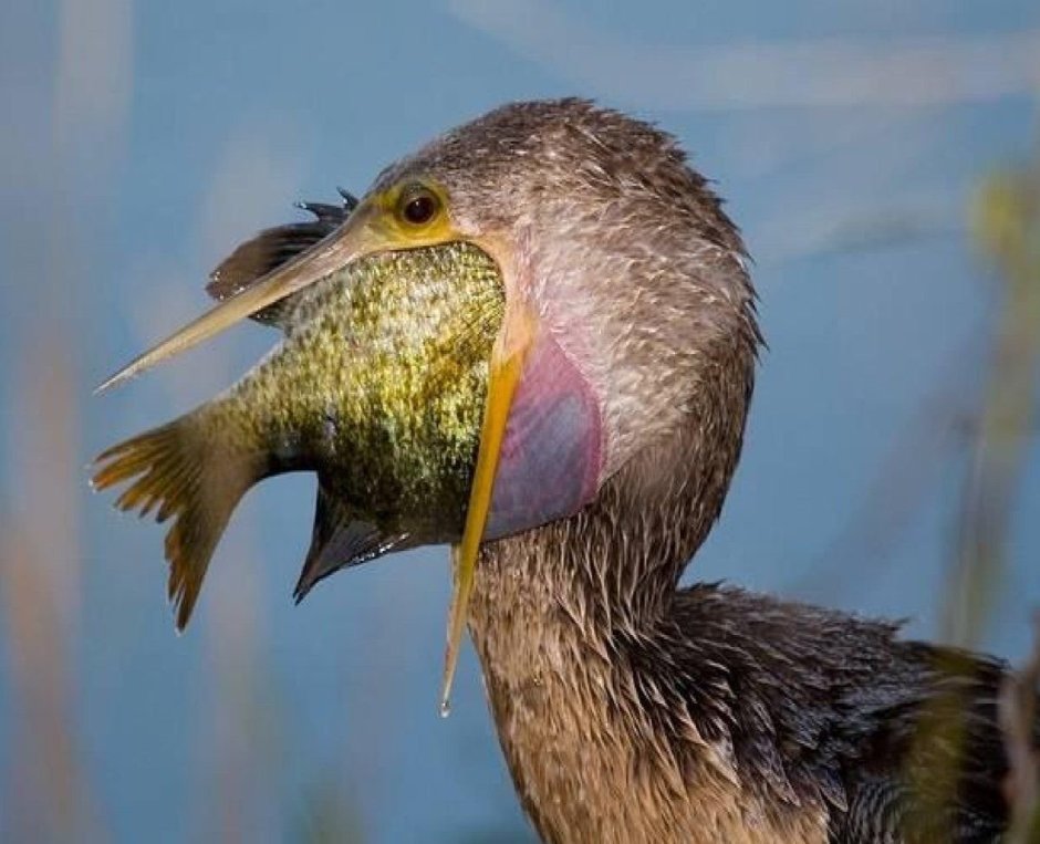 Альбатрос птица птенец