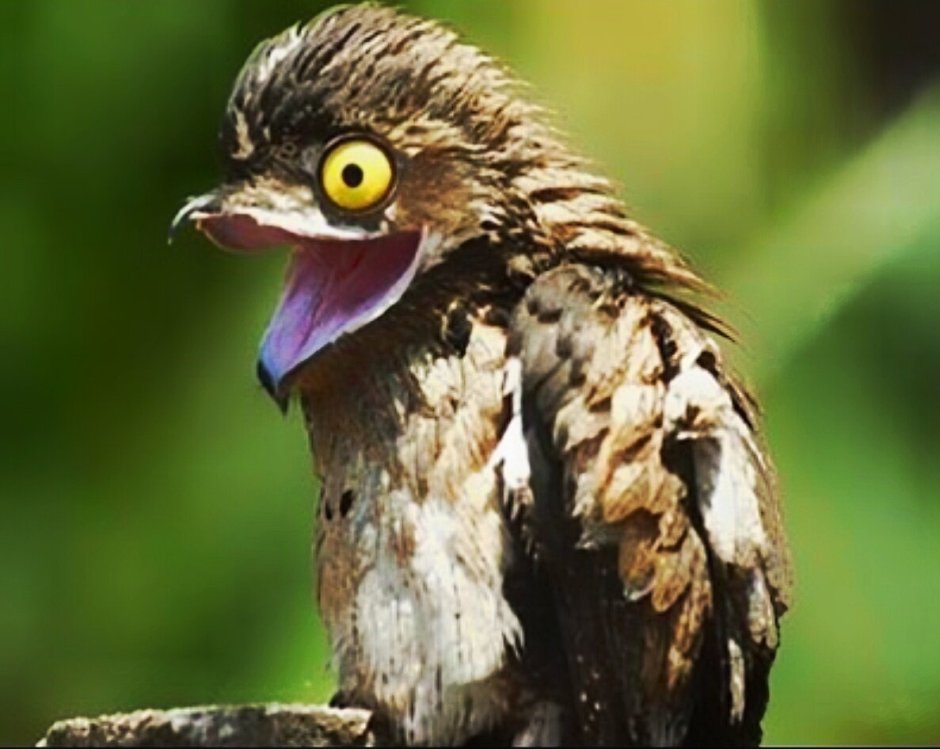 Смешные птицы