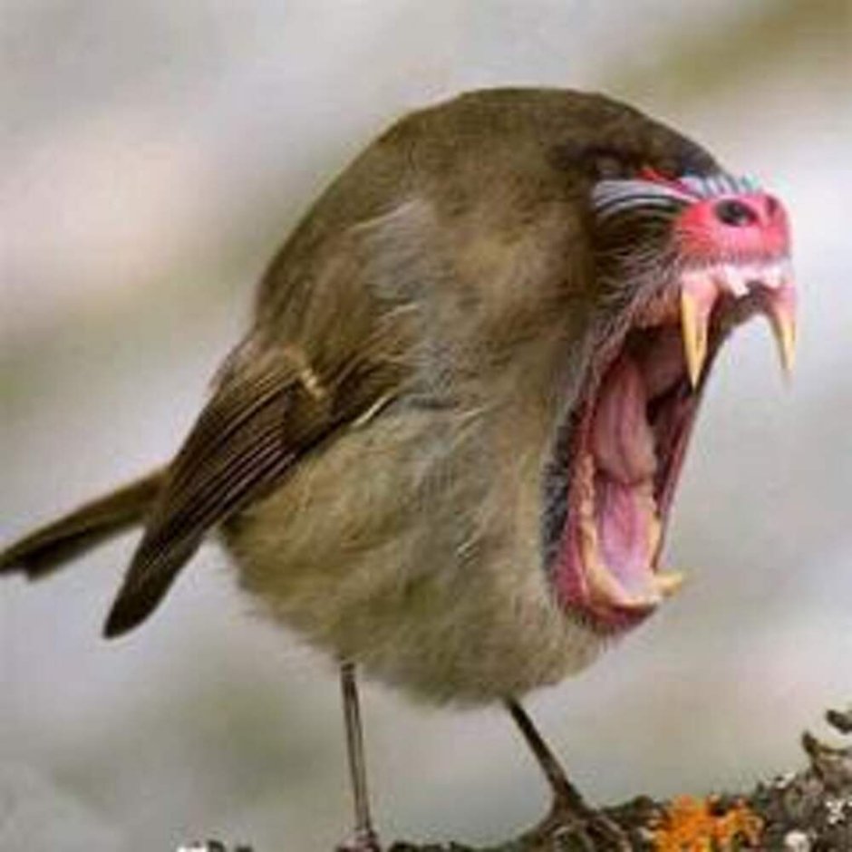 Козодой исполинский птица