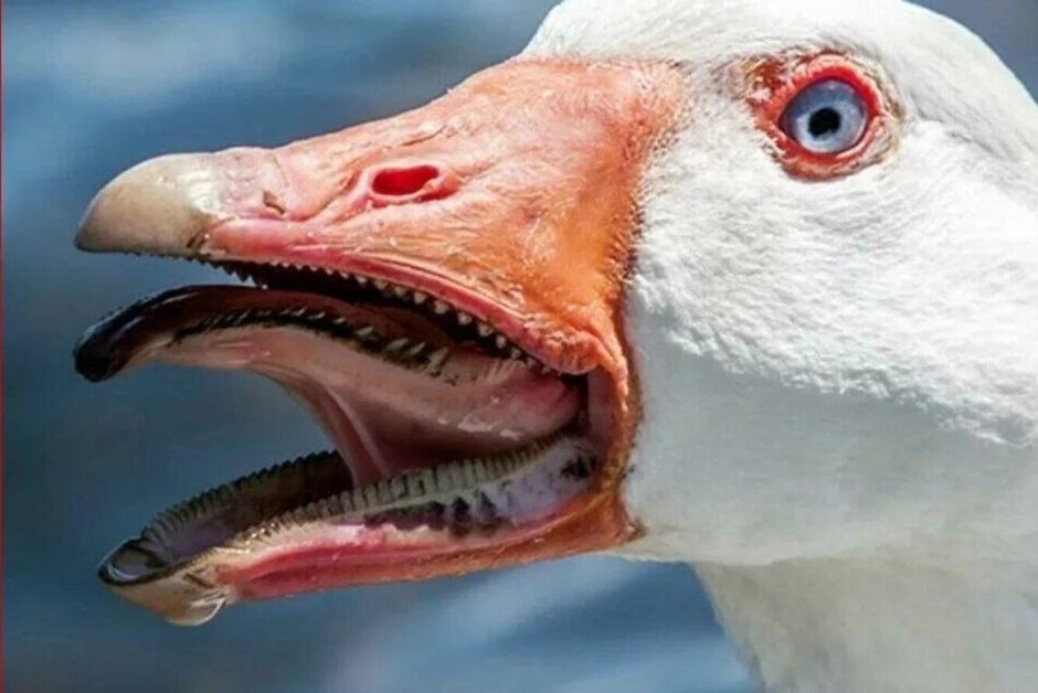 Козодой лягушкорот