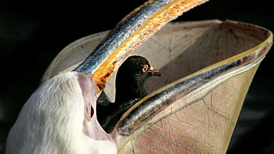 Заёбушек выёбушек