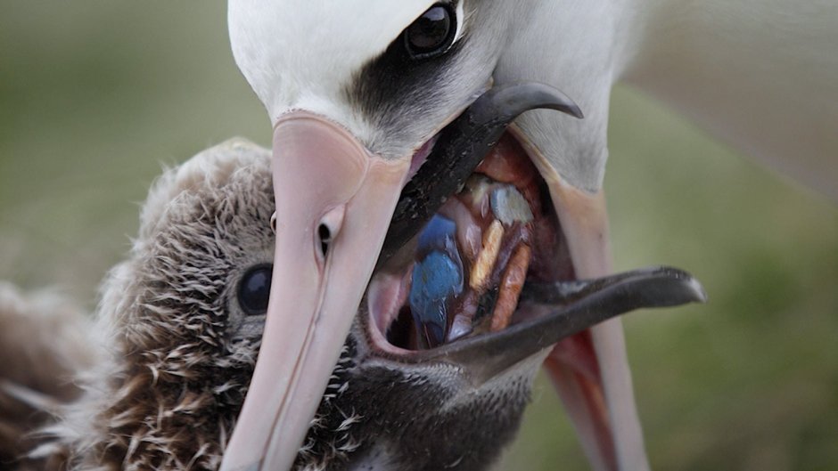 Мордочка страуса