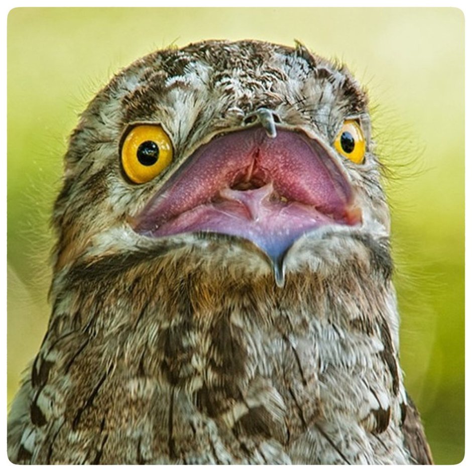 Голубь с глазами спереди