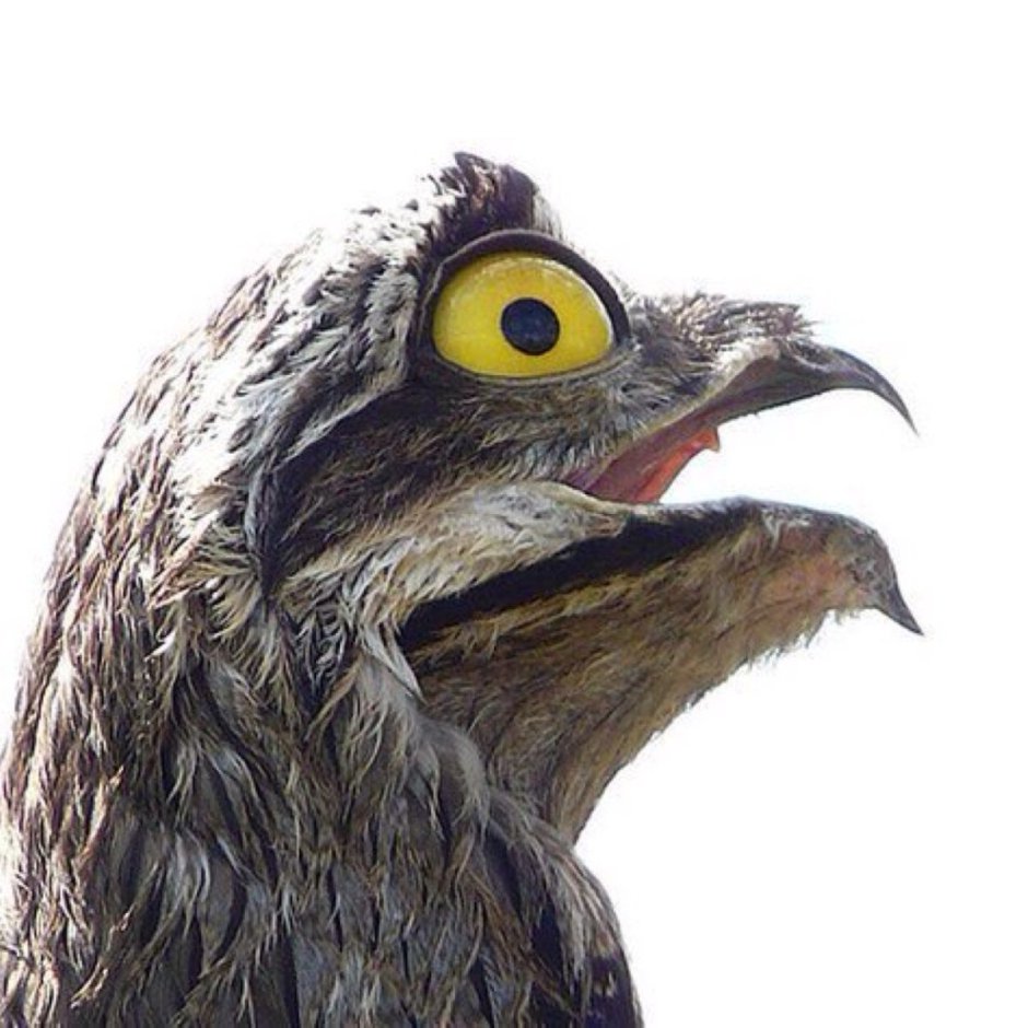 Пелагорнис (Pelagornis)