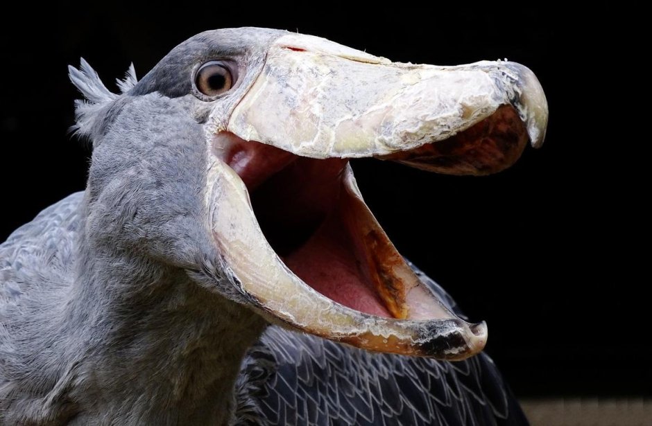 Зубастые птицы