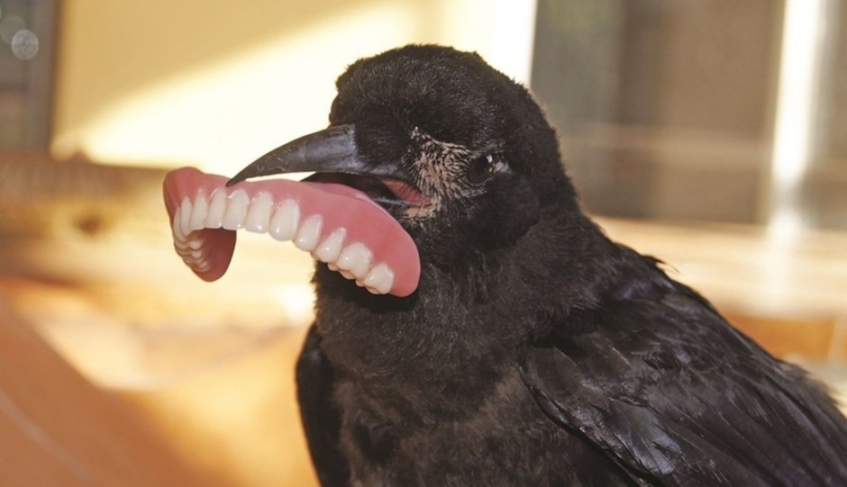 Кричащая Чайка