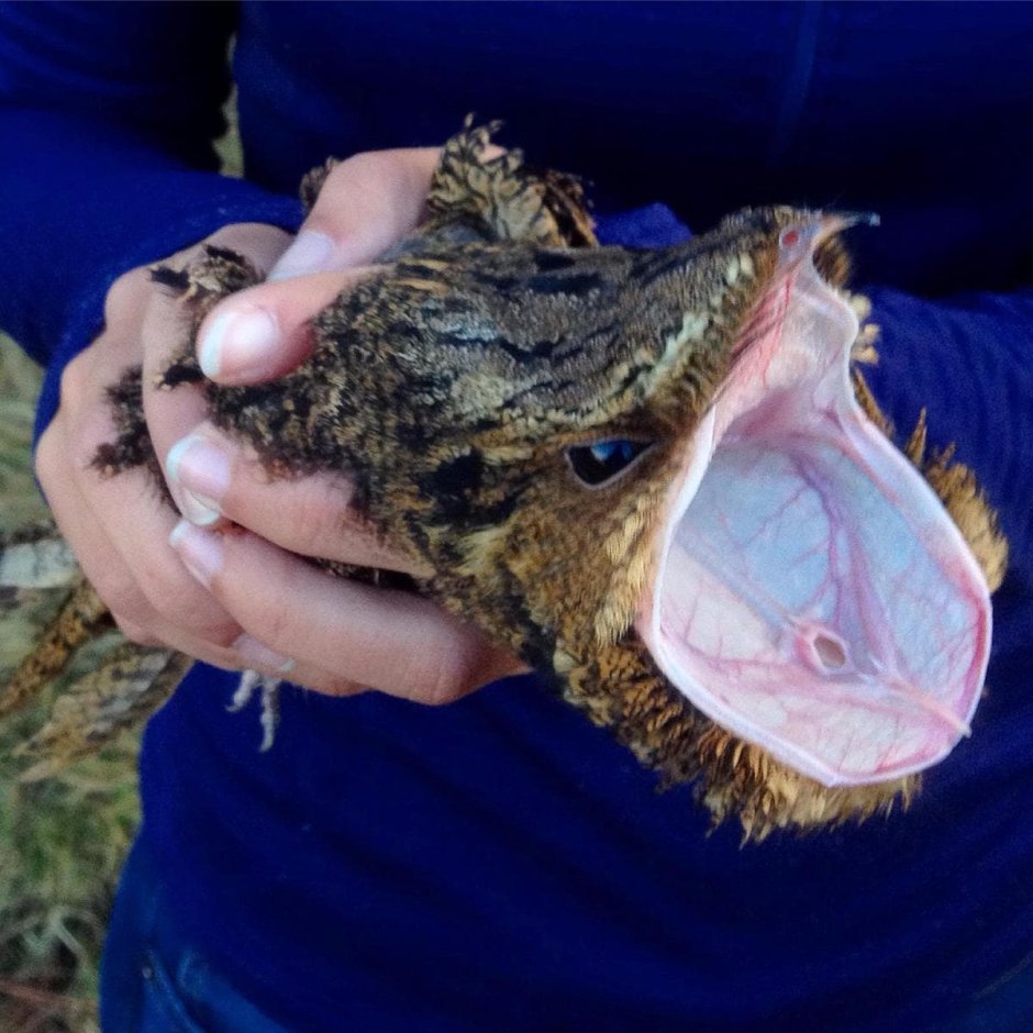 Пеликан охлаждается позвоночник