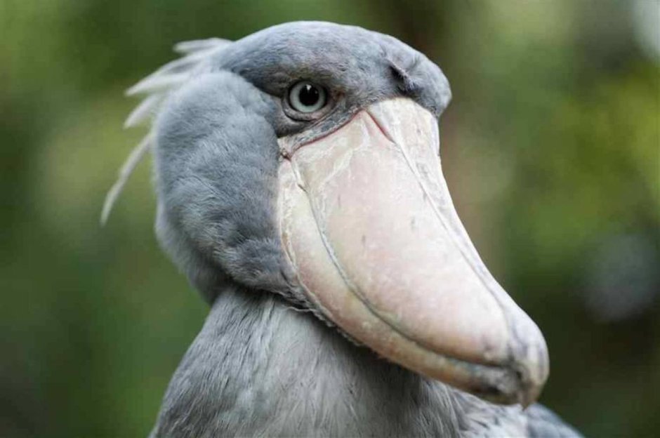 Клюв козодоя