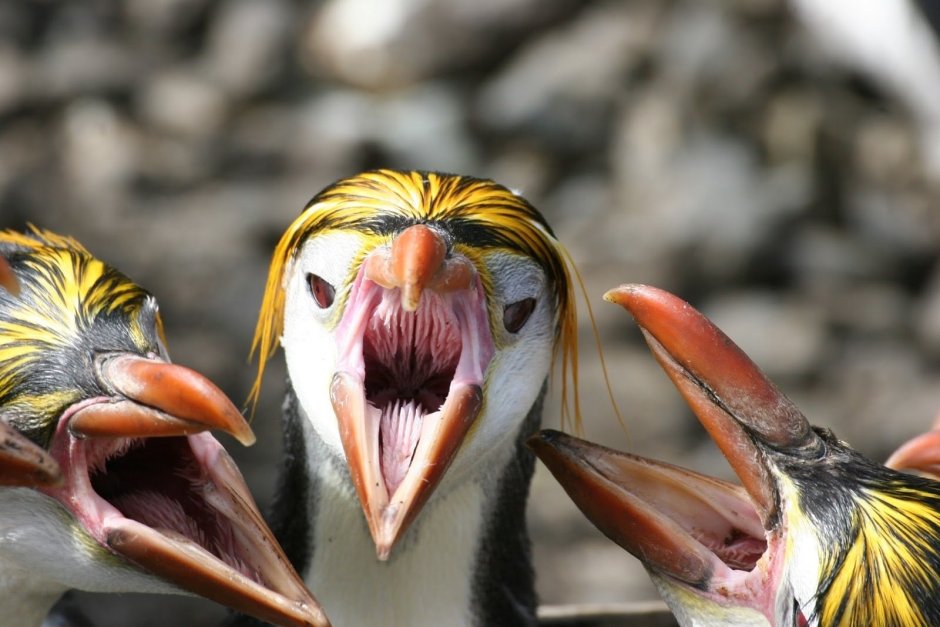 Гусиный клюв