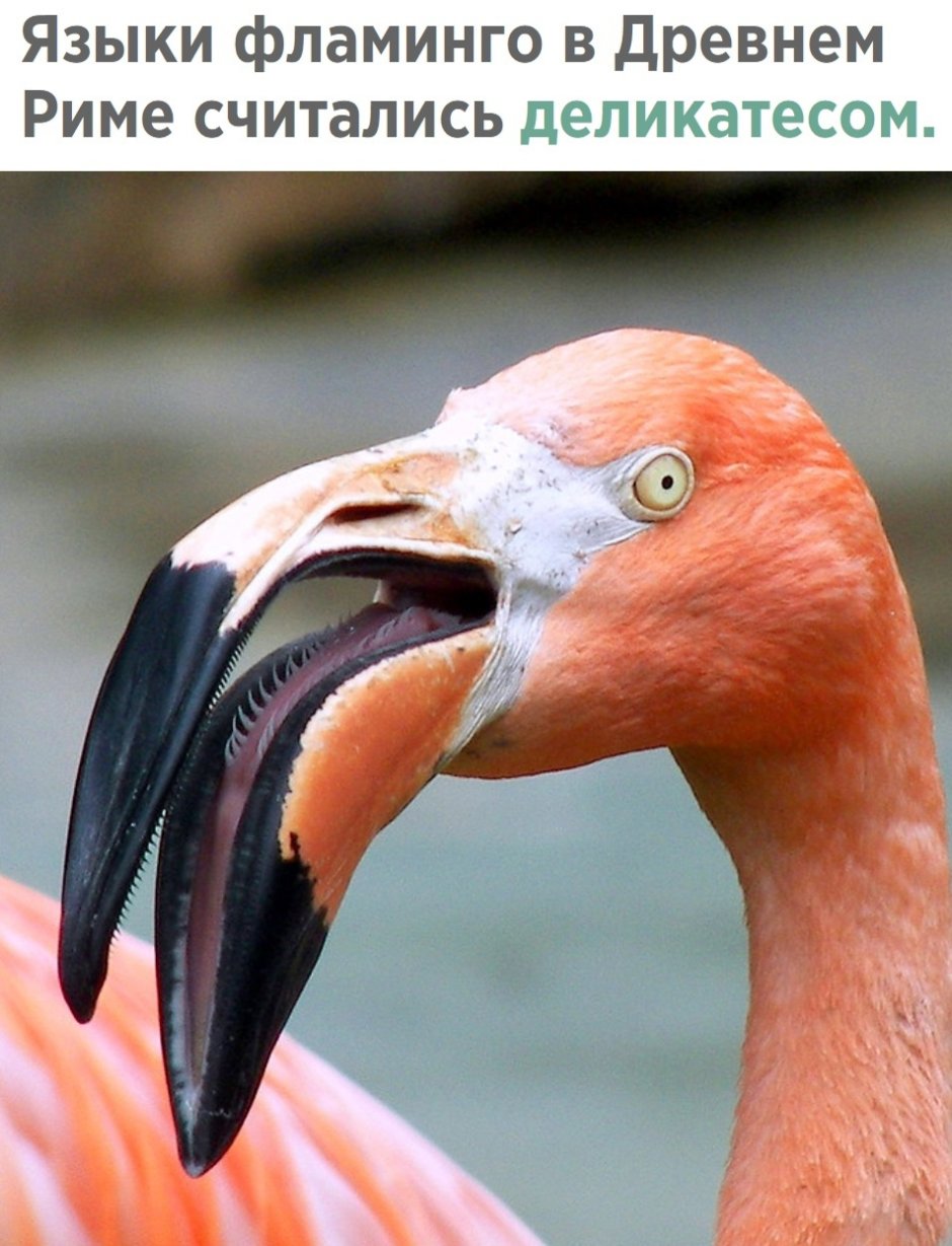 Внутренности пингвина