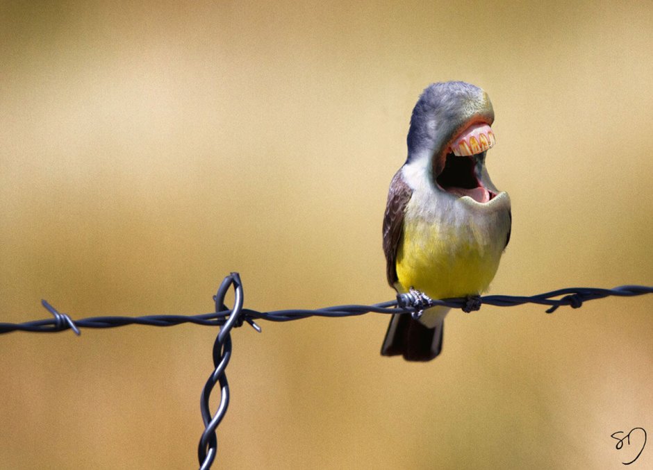 Исполинский козодой