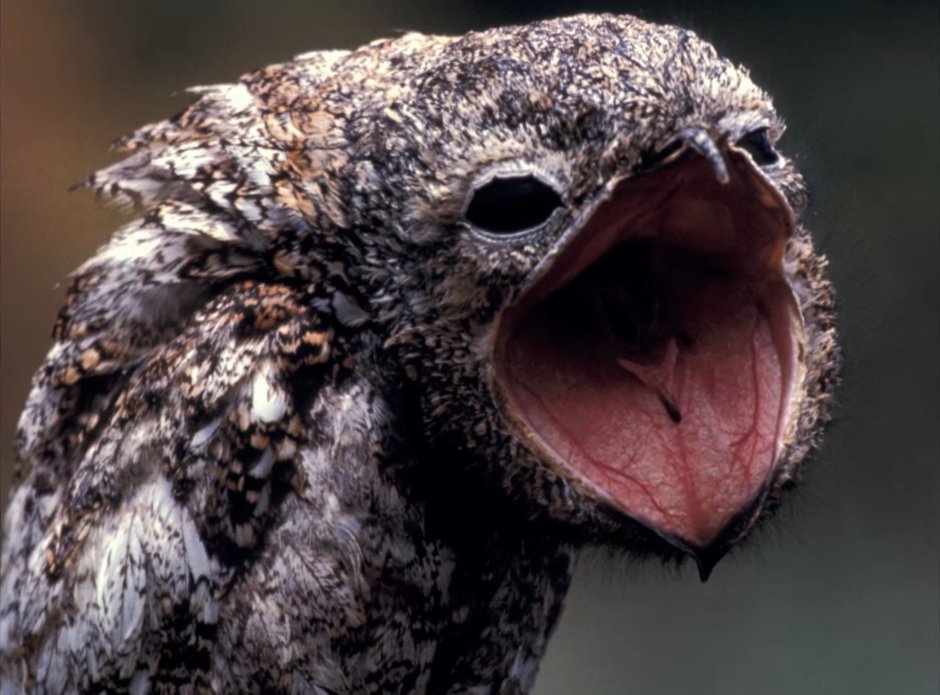 Пеликан заглатывает рыбу