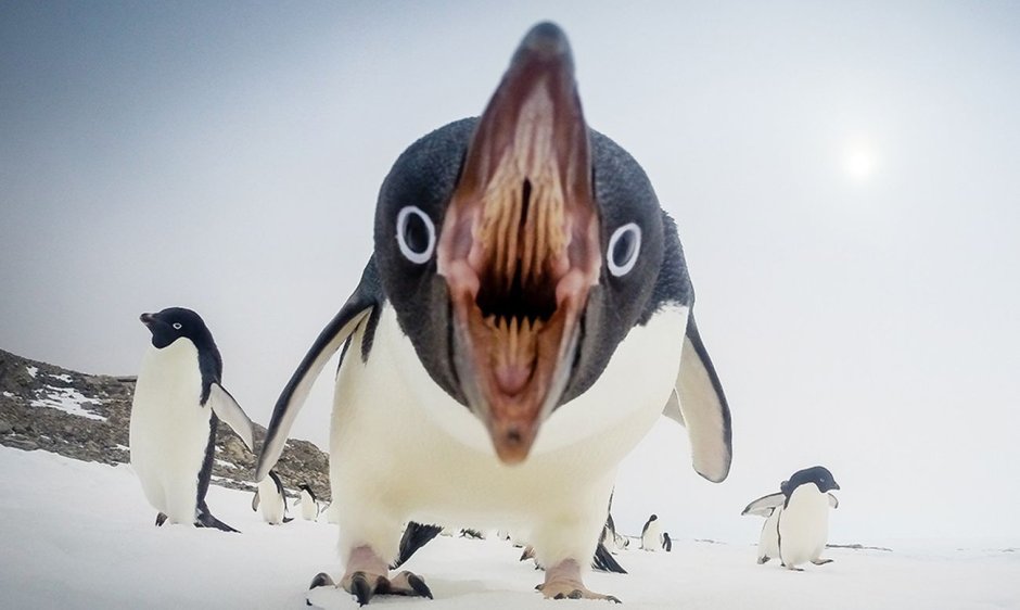 Злой страус