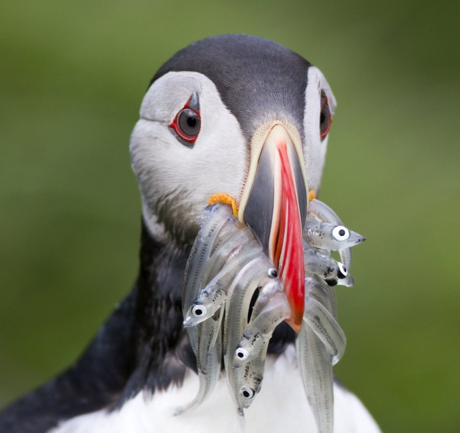 Козодой с открытым клювом взрослый