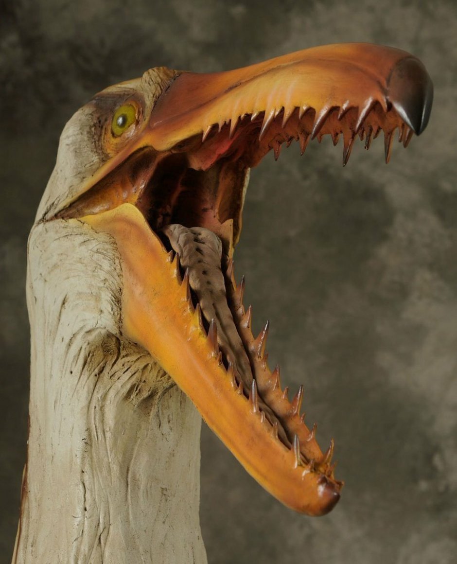 Птичка с большим ртом