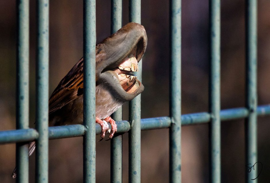 Пингвиний клюв изнутри