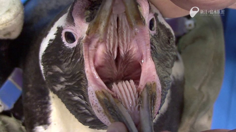 Зубастые птицы