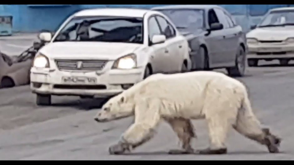 Белый медведь в горах
