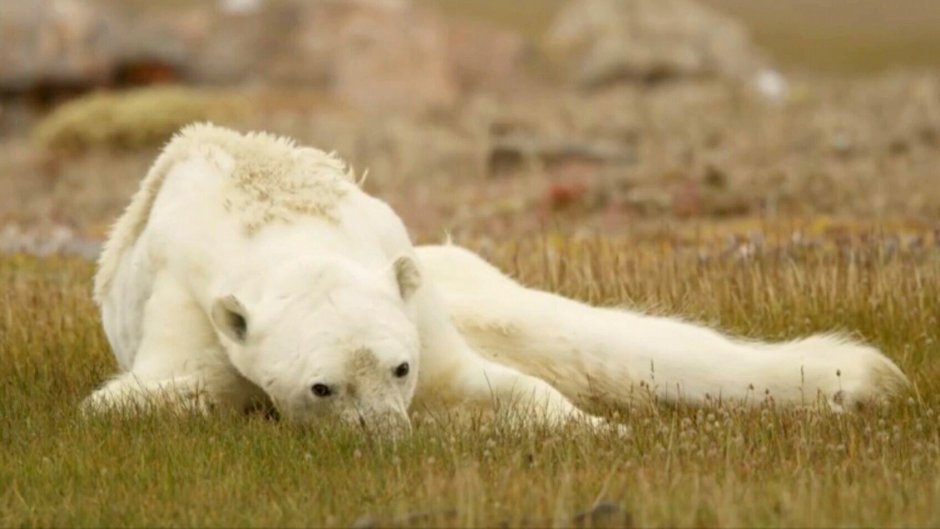Полар бир (Polar Bear)