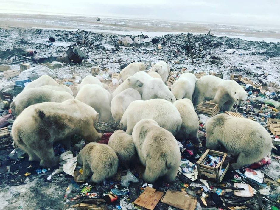 Лапы медведя