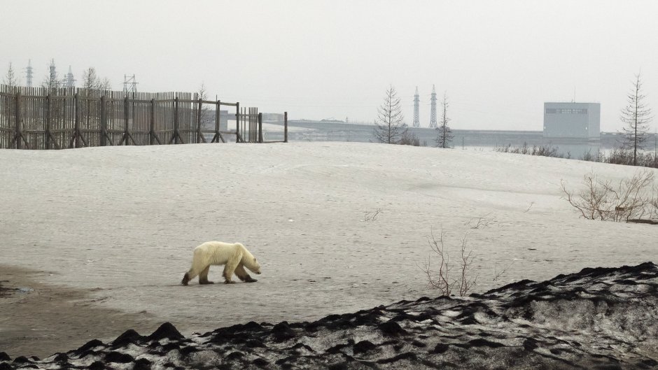 Норильск белые медведи город