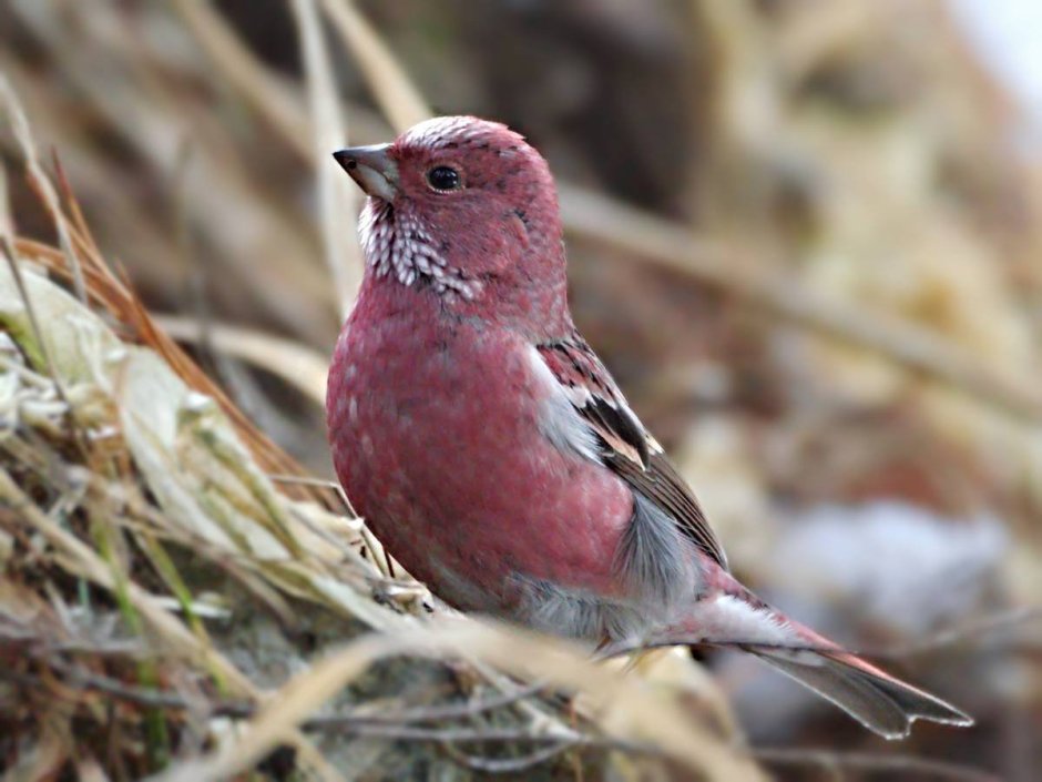 Сибирская чечевица (Carpodacus roseus (Pall.)