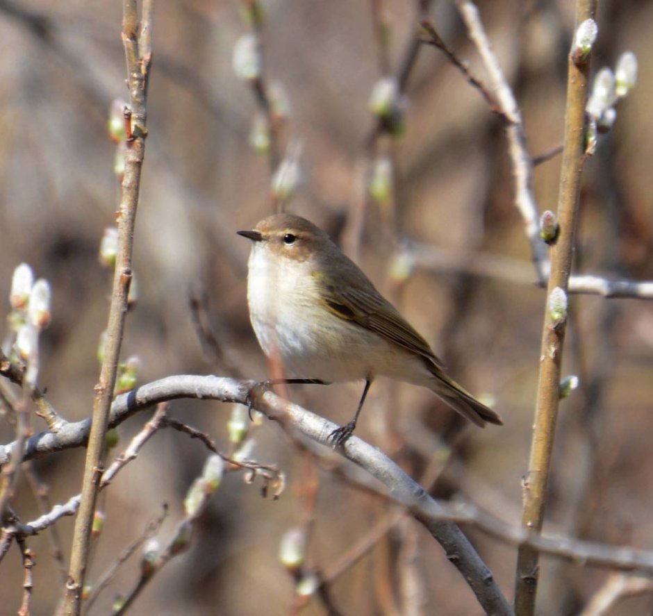 Phylloscopus collybita зимой