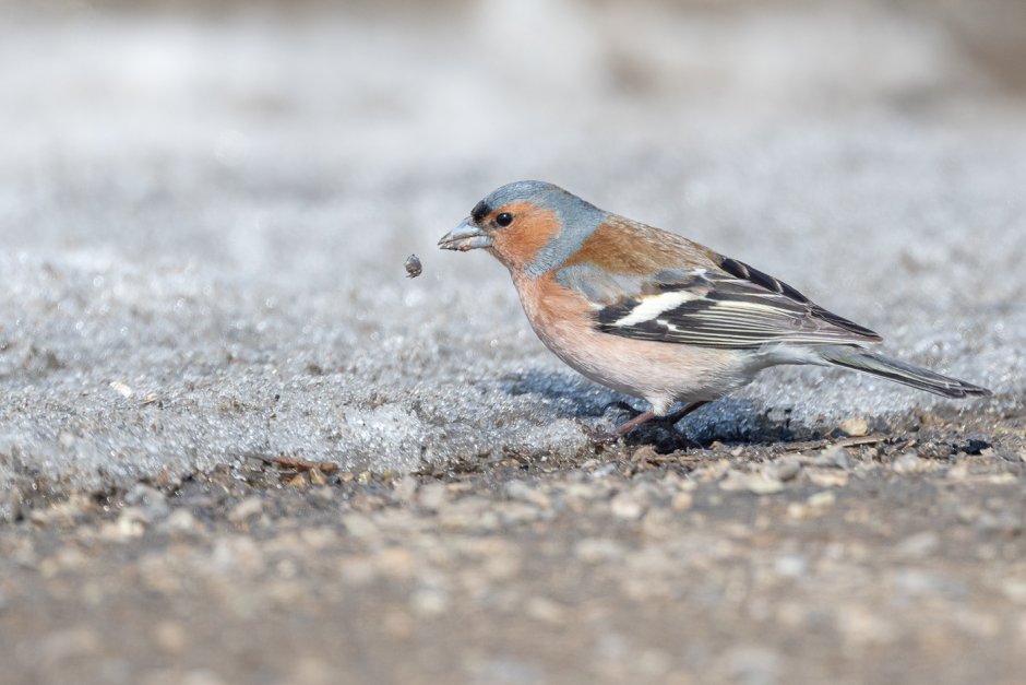 Зяблик (fringilla COELEBS)
