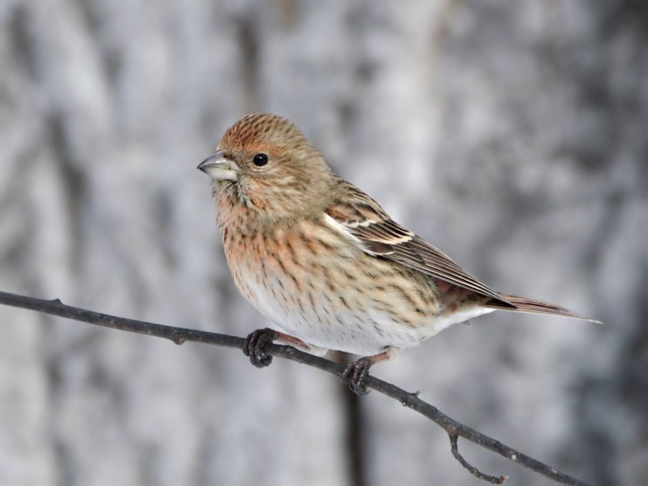 Желтоголовый королёк (Regulus Regulus)