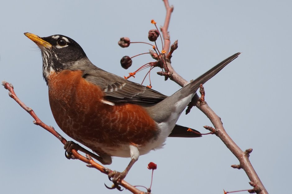 Turdus migratorius