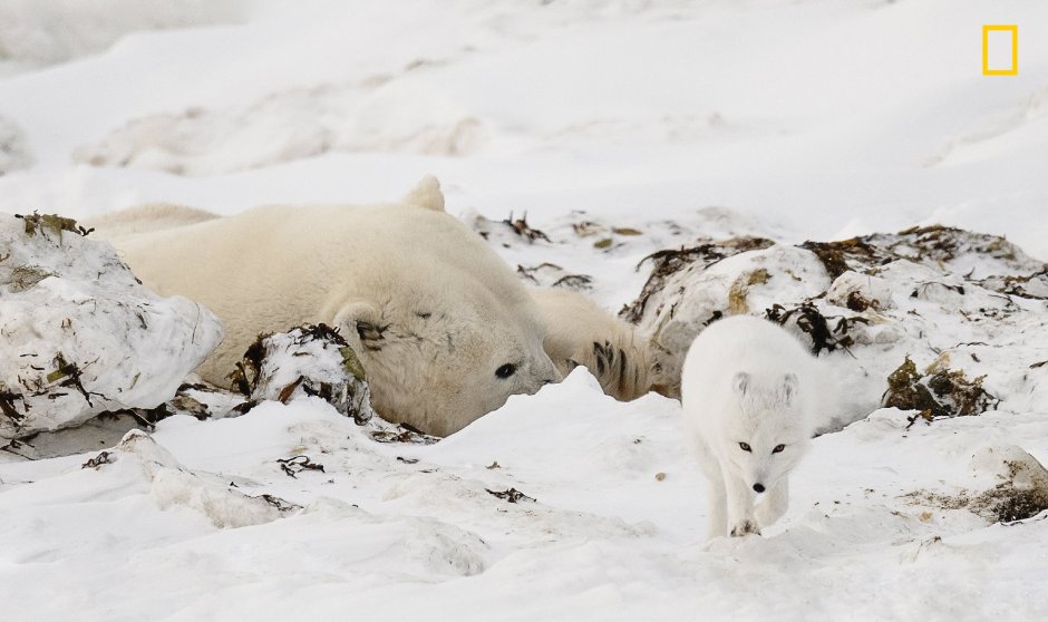 Белый медведь и песец Тип взаимоотношений