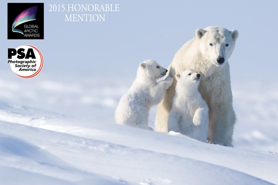 Белый медведь лютый Мороз