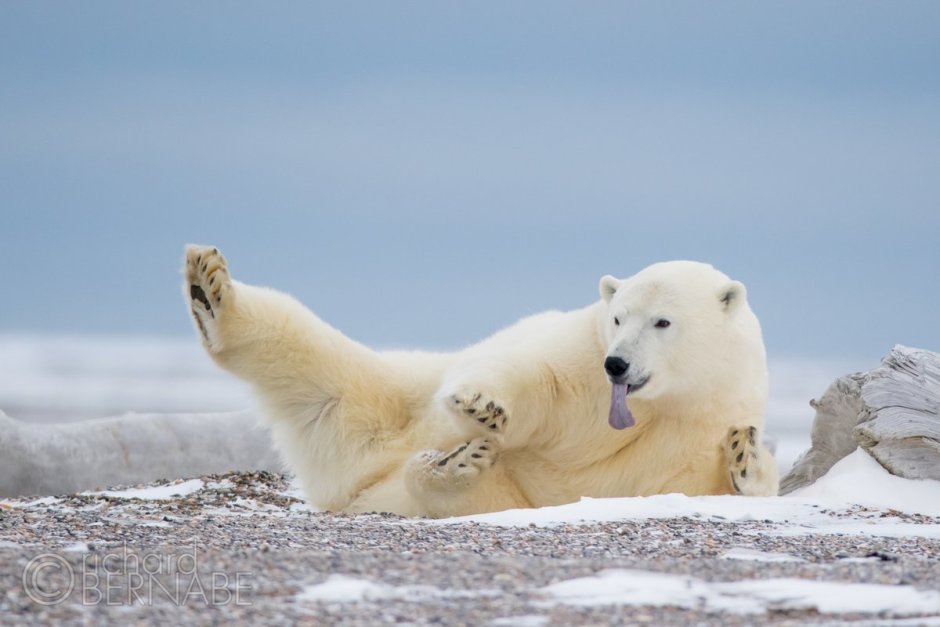 Песец и белый медведь