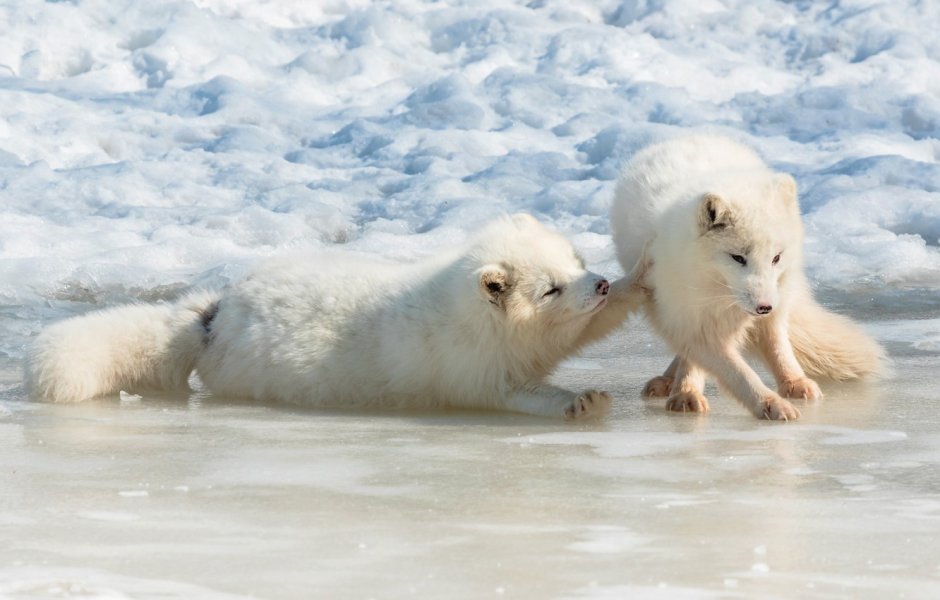 Детеныш песца